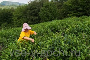Чайные плантации Сочи