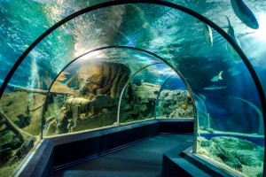 Адлерский океанариум Sochi Discovery World Aquarium